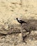 Australian Magpie Gymnorhina Tibicen perching on