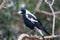 An Australian Magpie, Gymnorhina tibicen, sitting on the branches of tree. Australia