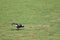 Australian magpie Gymnorhina tibicens feeding.