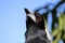 Australian magpie head and neck shot as it looks up at the sky