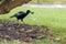 Australian Magpie Hunting And Eating Mouse