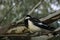 Australian Magpie Lark bird