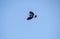 Australian Magpie-Lark (Grallina cyanoleuca) flying in the sky