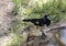 Australian Magpie-Lark (Grallina cyanoleuca) near water