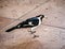 Australian Magpie-lark or Peewee Bird Eating Food Scraps