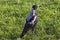 The Australian magpie is a medium-sized black and white passerine bird