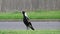 Australian magpie perched on the grass in a street