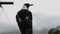 Australian magpie perched to look at bushfire smoke haze