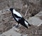 Australian Magpie in Profile
