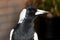 Australian magpie profile