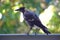 Australian magpie sitting on a balcony