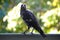 Australian magpie sitting on a balcony