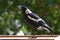 Australian magpie sitting on a balcony