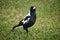 Australian magpie standing on grass