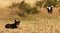 Australian Magpie Swooping the farm dog