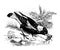 Australian Magpie, vintage illustration