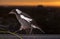 Australian Magpie walking