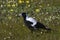 Australian magpie in wildflowers of Western Australia