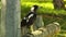 Australian Magpie On Wood Post Looking Around