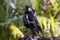Australian Magpies singing