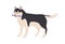 Australian Malamute dog standing and holding toy bone in mouth. Purebred doggy playing. Colored flat vector illustration
