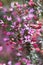 Australian Male Golden Green Carpenter Bee, Xylocopa aerata, feeding on pink Boronia ledifolia flowers in Sydney woodland