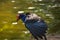 Australian Mandar bird basking on the riverbank