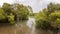 Australian Mangrove Swamp Ecosystem