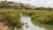 Australian Mangrove Swamp Ecosystem