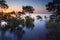 Australian mangrove trees at sunset