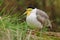 Australian masked lapwing Vanellus miles