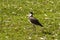 An Australian Masked Lapwings (Vanellus miles) searching for food