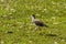 An Australian Masked Lapwings (Vanellus miles) searching for food