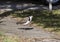 Australian Masked Lapwings (Vanellus miles) stand on one leg