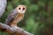 Australian Masked Owl