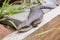 Australian Mature Adult Eastern Blue Tongue Lizard closeup in natural outdoor