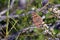 Australian Meadow Argus Butterfly