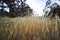 Australian Meadow with Golden Grass