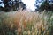 Australian Meadow with Golden Grass