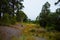 Australian Meadow with Tall Grass