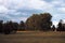 Australian Meadow with Trees