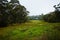 Australian Meadow with Trees on a rainy day