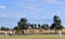 Australian men playing cricket in local park