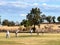 Australian men playing cricket in local park