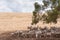 Australian merino sheep in the shade of a tree on farmland paddock