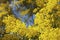 Australian Mimosa Or Wattle Tree In Bloom