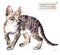 Australian mist cat. watercolor home pet illustration. Cats breeds series.