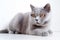 Australian Mist Cat On White Background. Generative AI