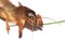 Australian Mole Cricket