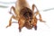 Australian Mole Cricket